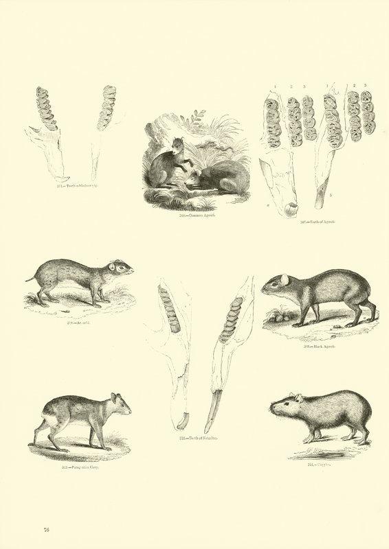 Página de The Pictorial Museum of Animated Nature de English School