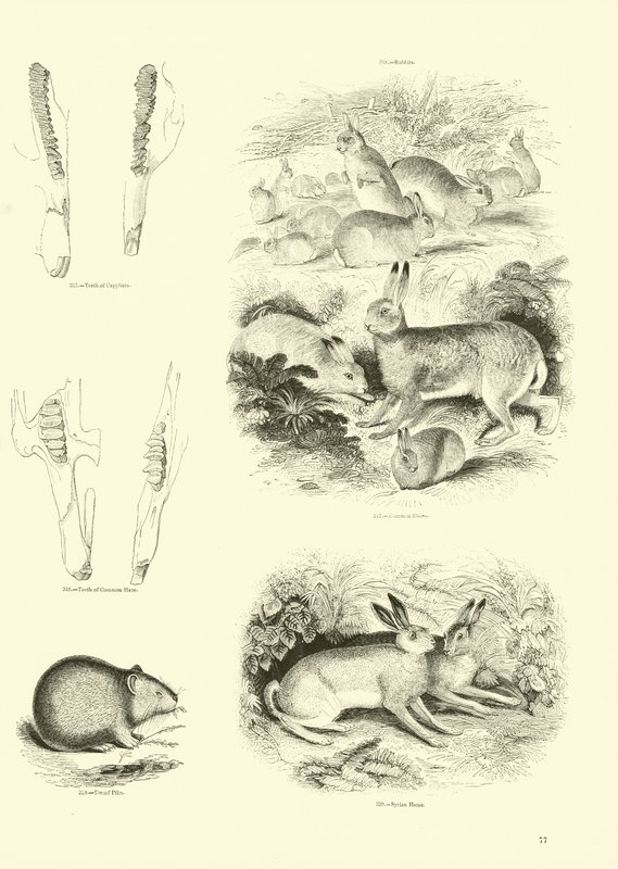 Página de The Pictorial Museum of Animated Nature de English School