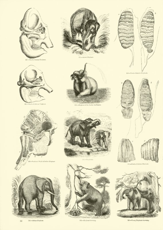 Página de The Pictorial Museum of Animated Nature de English School