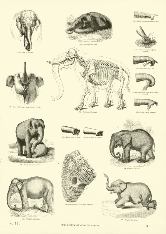 Página de The Pictorial Museum of Animated Nature de English School
