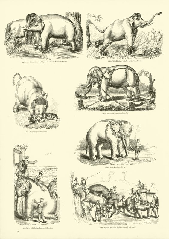 Página de The Pictorial Museum of Animated Nature de English School