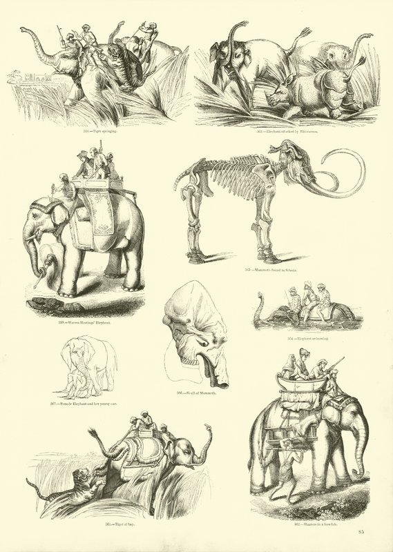 Página de The Pictorial Museum of Animated Nature de English School