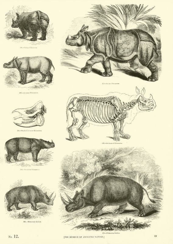 Página de The Pictorial Museum of Animated Nature de English School