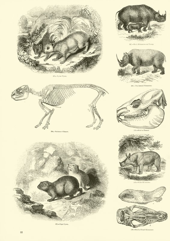 Página de The Pictorial Museum of Animated Nature de English School