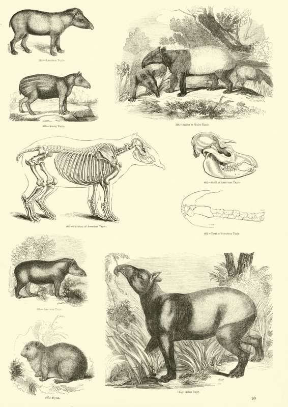 Página de The Pictorial Museum of Animated Nature de English School