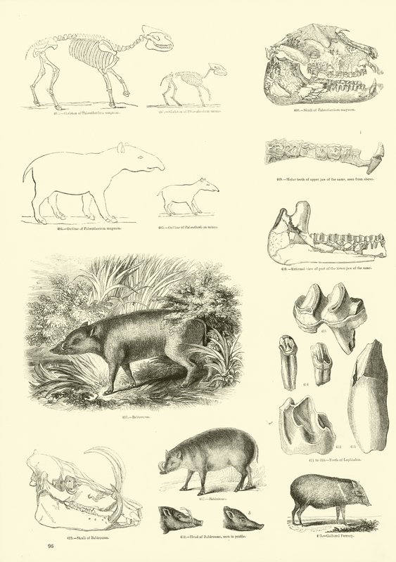 Página de The Pictorial Museum of Animated Nature de English School