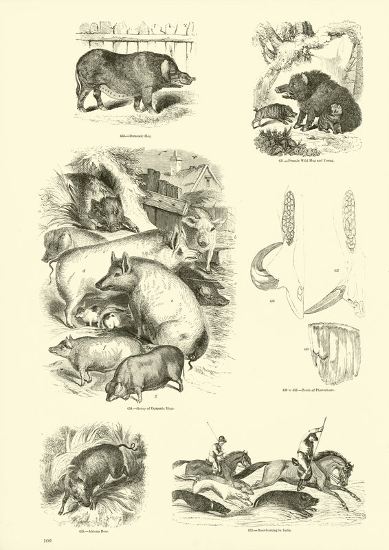 Página de The Pictorial Museum of Animated Nature de English School