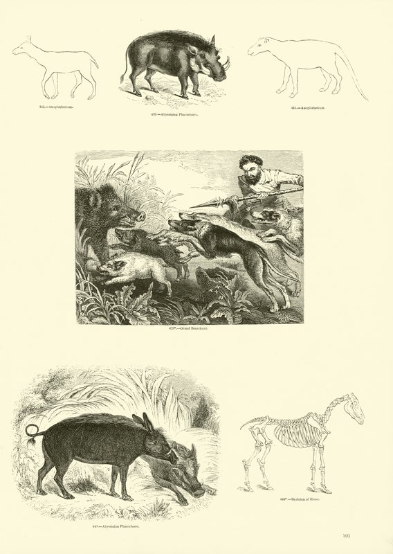 Página de The Pictorial Museum of Animated Nature de English School