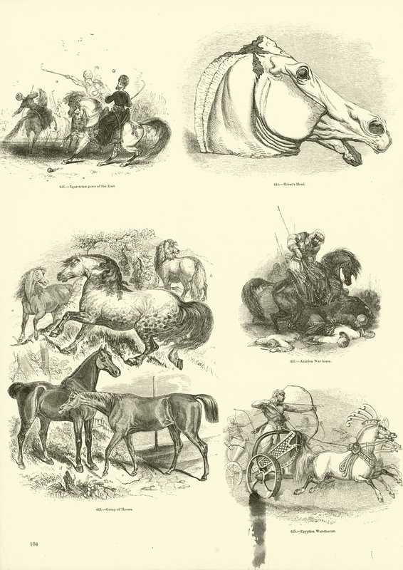 Página de The Pictorial Museum of Animated Nature de English School