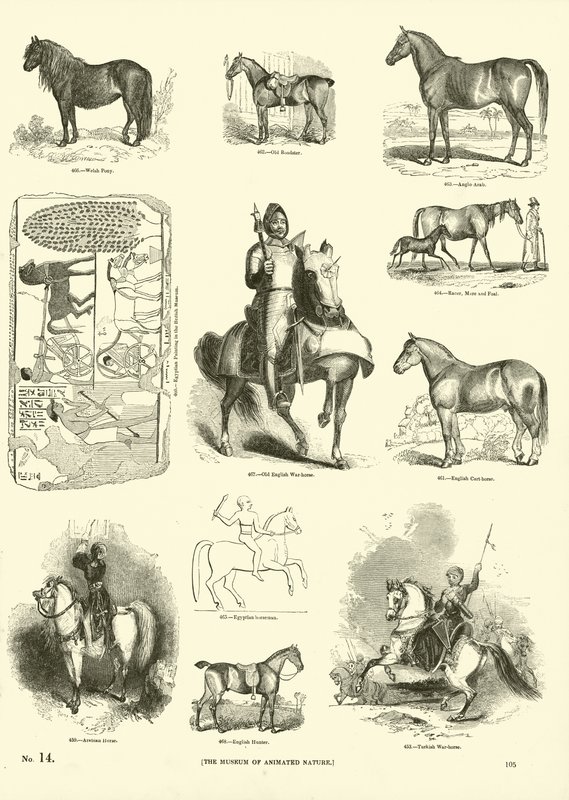 Página de The Pictorial Museum of Animated Nature de English School