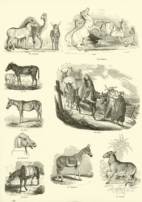 Página de The Pictorial Museum of Animated Nature de English School