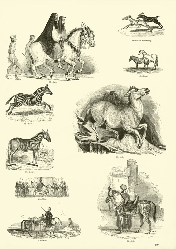 Página de The Pictorial Museum of Animated Nature de English School