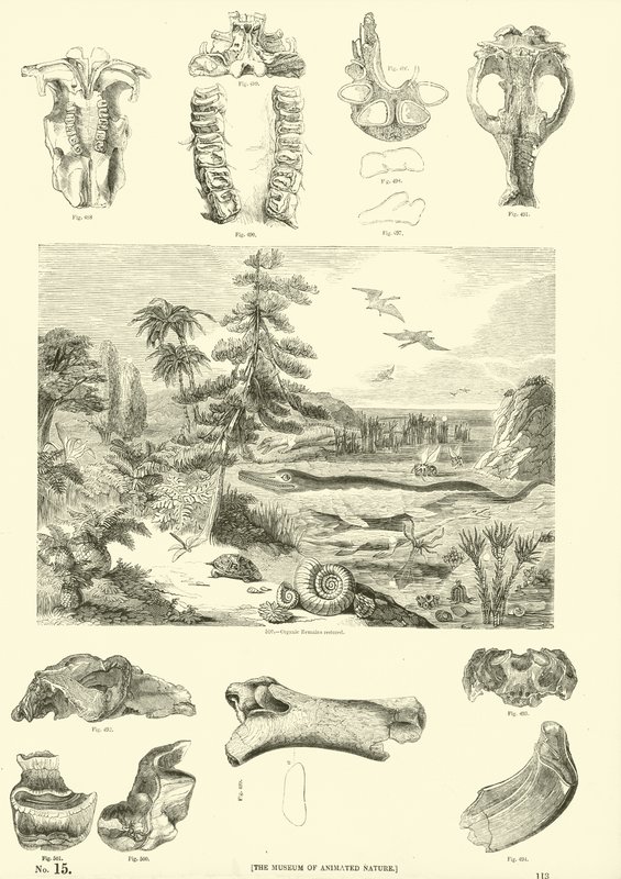Página de The Pictorial Museum of Animated Nature de English School