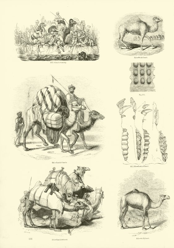 Página de The Pictorial Museum of Animated Nature de English School