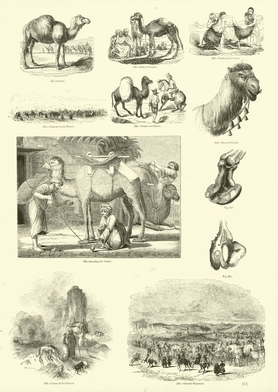 Página de The Pictorial Museum of Animated Nature de English School