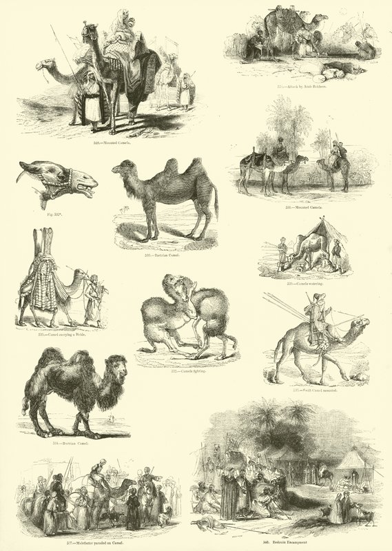 Página de The Pictorial Museum of Animated Nature de English School
