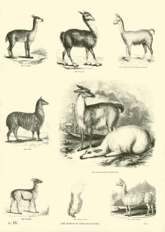Página de The Pictorial Museum of Animated Nature de English School