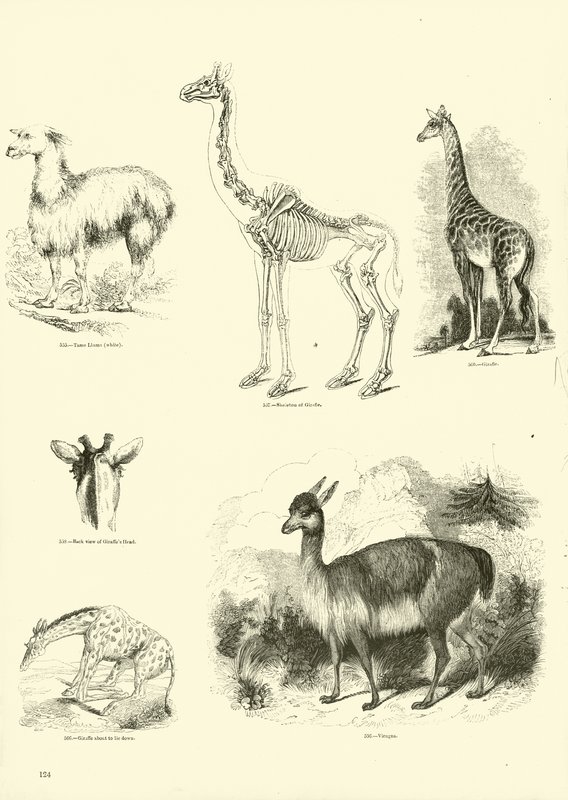 Página de The Pictorial Museum of Animated Nature de English School
