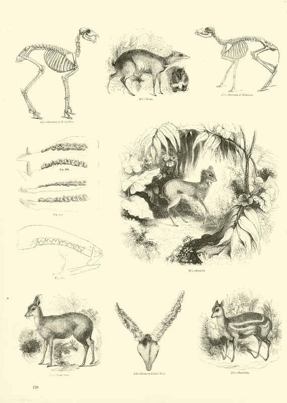 Página de The Pictorial Museum of Animated Nature de English School