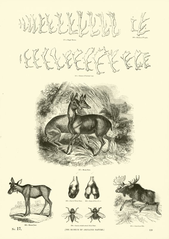 Página de The Pictorial Museum of Animated Nature de English School