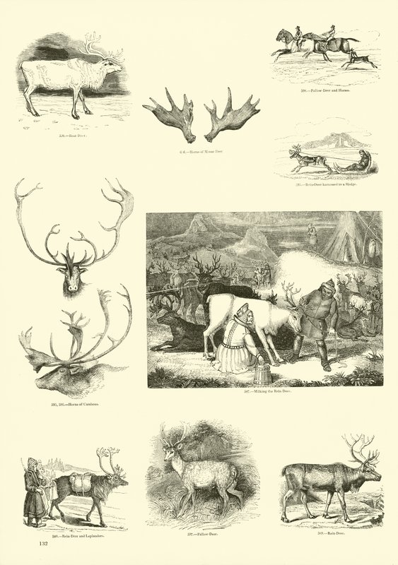 Página de The Pictorial Museum of Animated Nature de English School