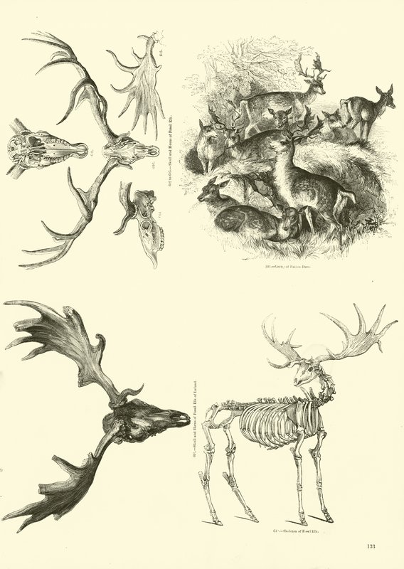 Página de The Pictorial Museum of Animated Nature de English School