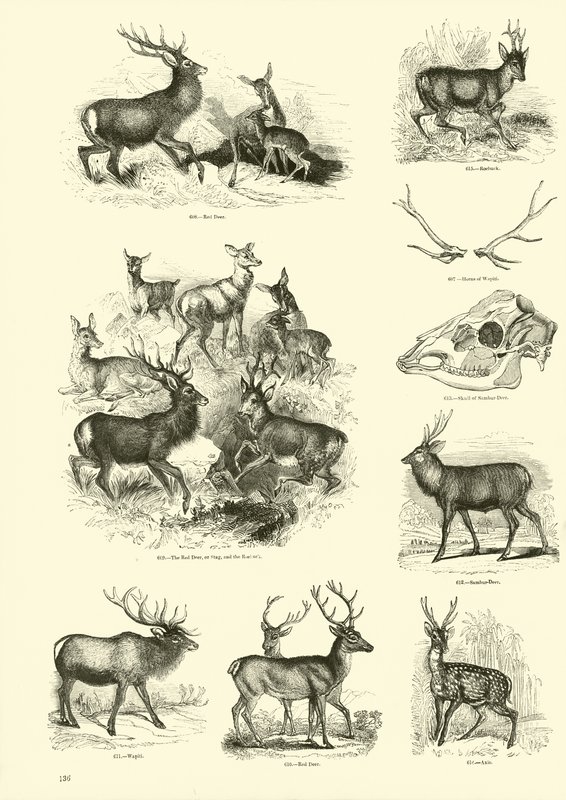 Página de The Pictorial Museum of Animated Nature de English School
