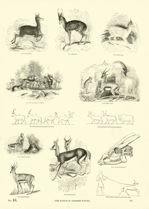 Página de The Pictorial Museum of Animated Nature de English School