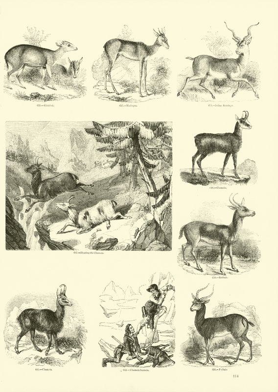 Página de The Pictorial Museum of Animated Nature de English School