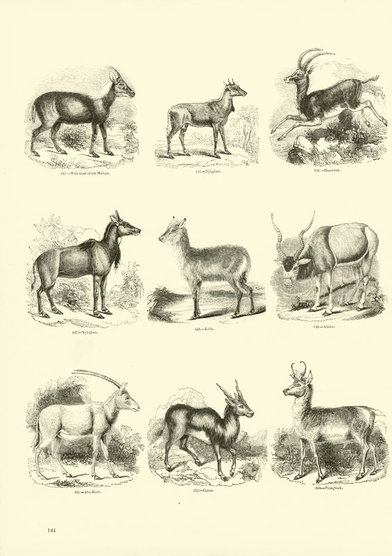 Página de The Pictorial Museum of Animated Nature de English School