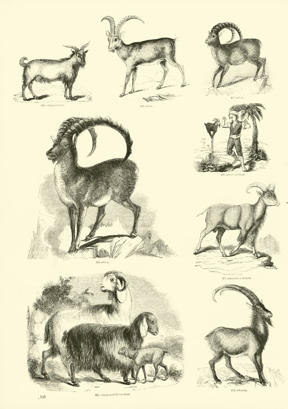 Página de The Pictorial Museum of Animated Nature de English School