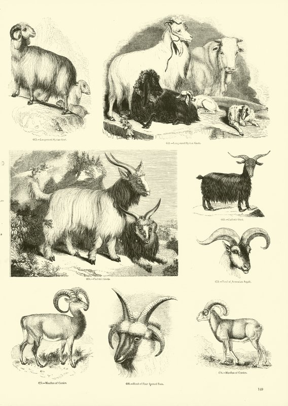 Página de The Pictorial Museum of Animated Nature de English School