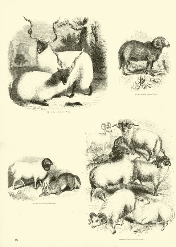 Página de The Pictorial Museum of Animated Nature de English School