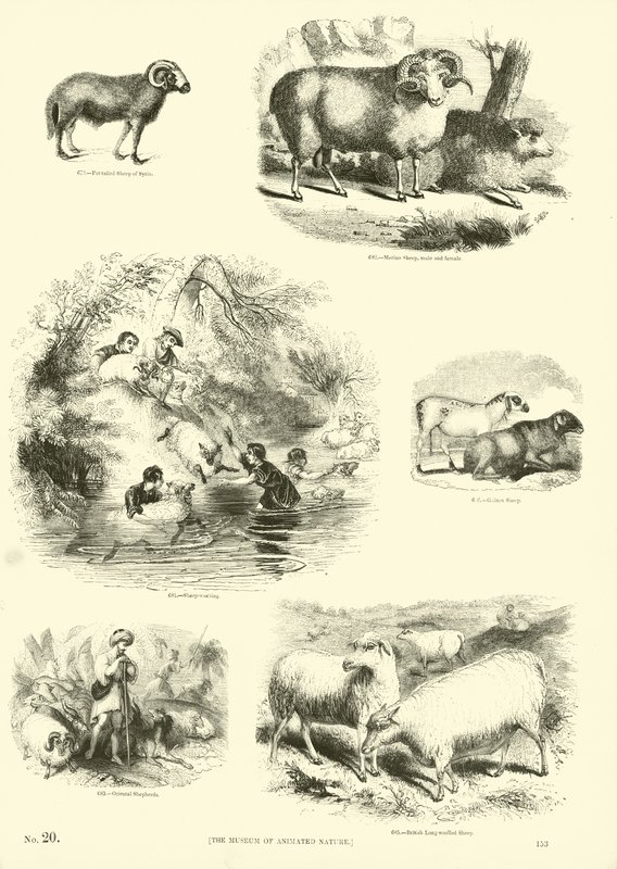Página de The Pictorial Museum of Animated Nature de English School