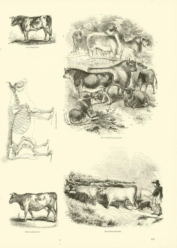 Página de The Pictorial Museum of Animated Nature de English School