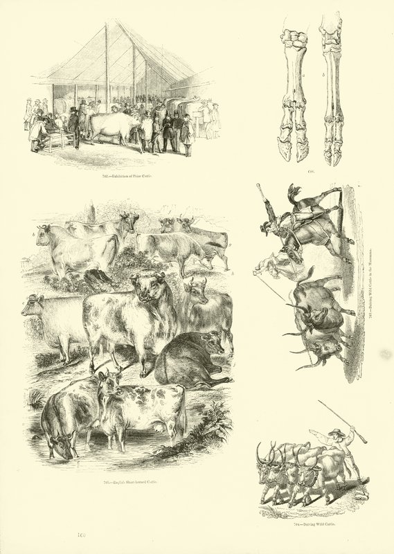 Página de The Pictorial Museum of Animated Nature de English School