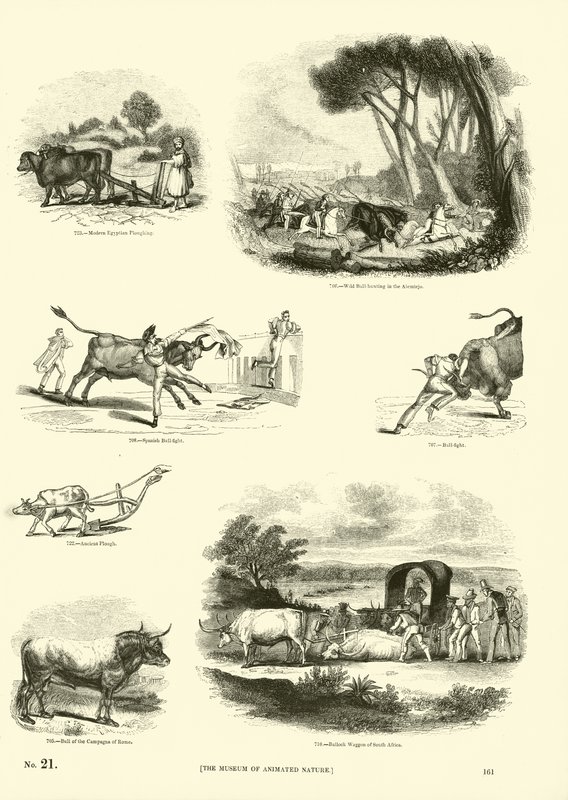Página de The Pictorial Museum of Animated Nature de English School