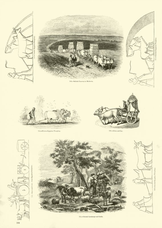 Página de The Pictorial Museum of Animated Nature de English School