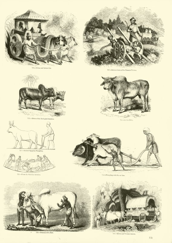Página de The Pictorial Museum of Animated Nature de English School