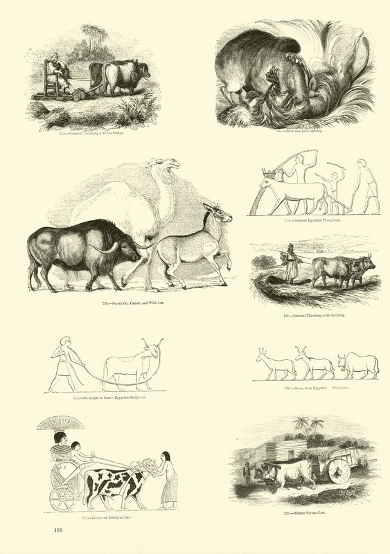 Página de The Pictorial Museum of Animated Nature de English School