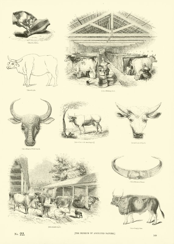 Página de The Pictorial Museum of Animated Nature de English School