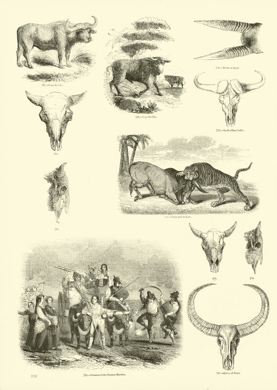 Página de The Pictorial Museum of Animated Nature de English School