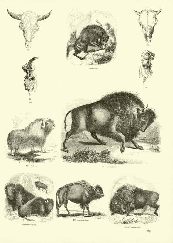 Página de The Pictorial Museum of Animated Nature de English School