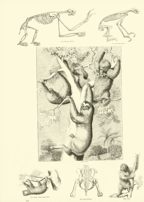 Página de The Pictorial Museum of Animated Nature de English School