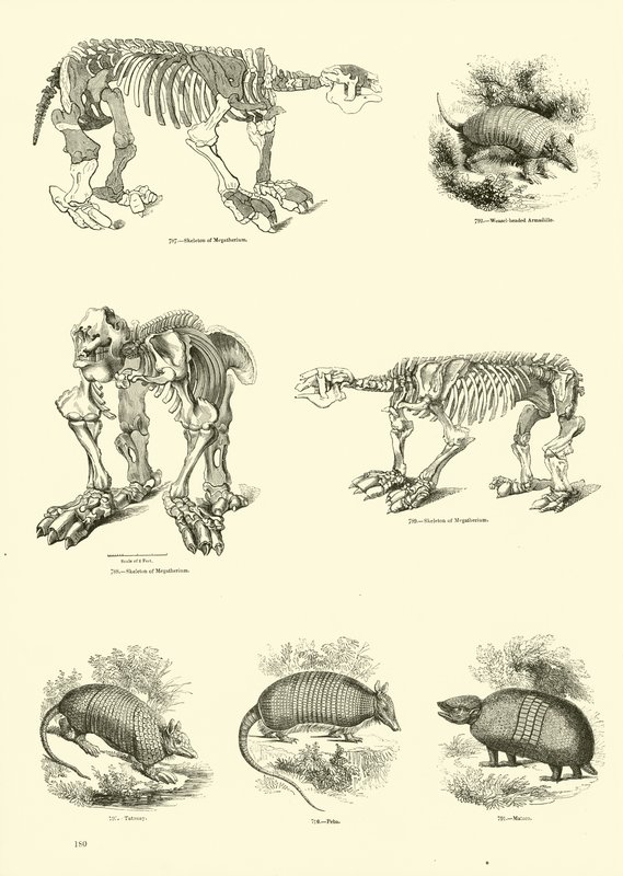 Página de The Pictorial Museum of Animated Nature de English School