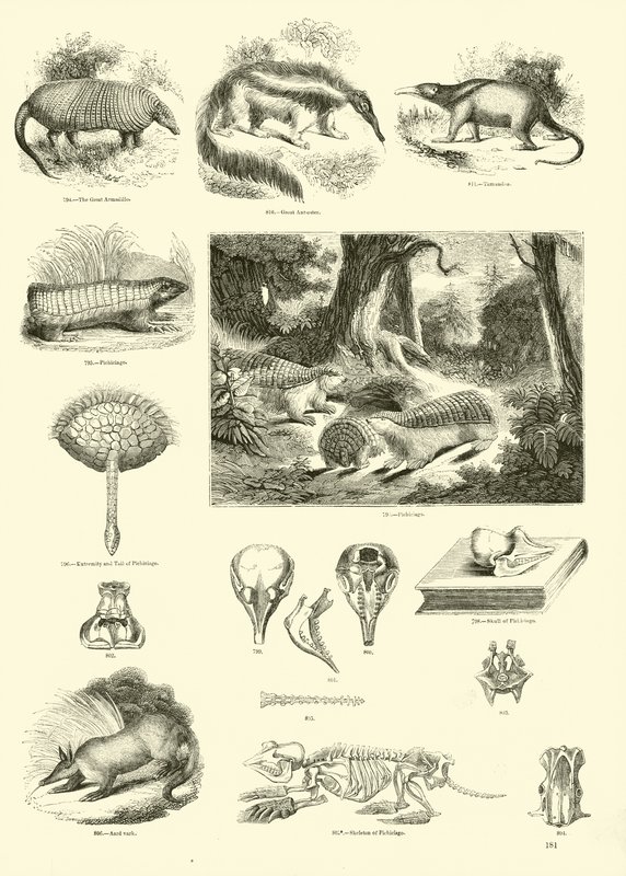 Página de The Pictorial Museum of Animated Nature de English School