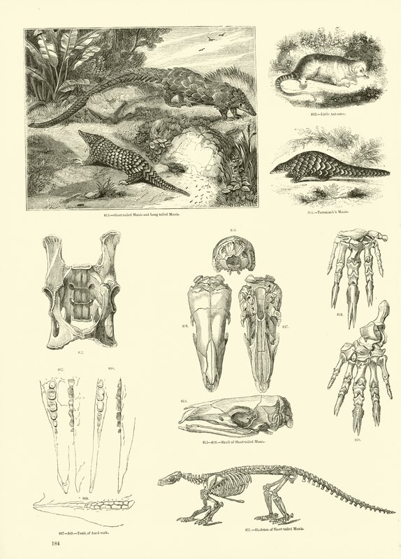 Página de The Pictorial Museum of Animated Nature de English School