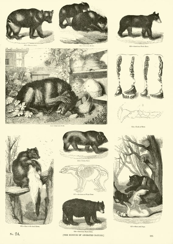 Página de The Pictorial Museum of Animated Nature de English School