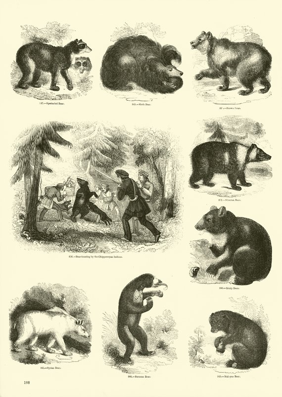 Página de The Pictorial Museum of Animated Nature de English School
