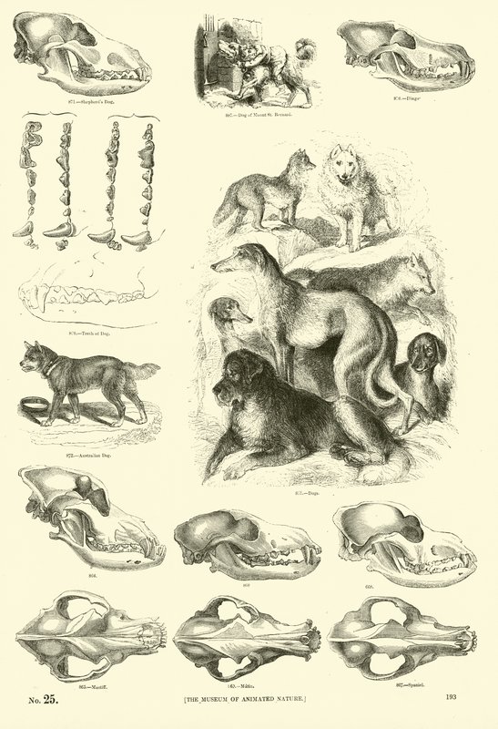 Página de The Pictorial Museum of Animated Nature de English School